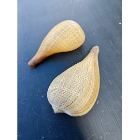 FICCUS FICUS