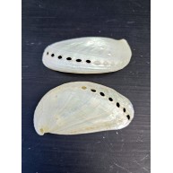 LONG ABALONE PEARLIZED