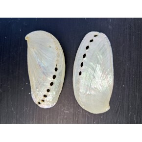LONG ABALONE PEARLIZED