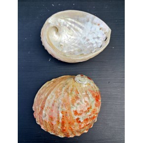 HALIOTIS ASSIMILIS NATUREL SMALL