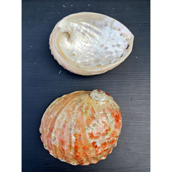 HALIOTIS ASSIMILIS NATUREL SMALL