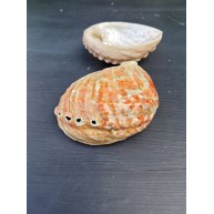 HALIOTIS ASSIMILIS NATURE LARGE