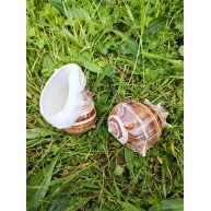 MELONGENA  PATOLA POLISHED