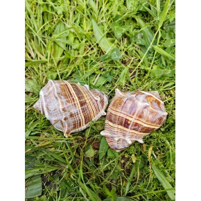 MELONGENA  PATOLA POLISHED