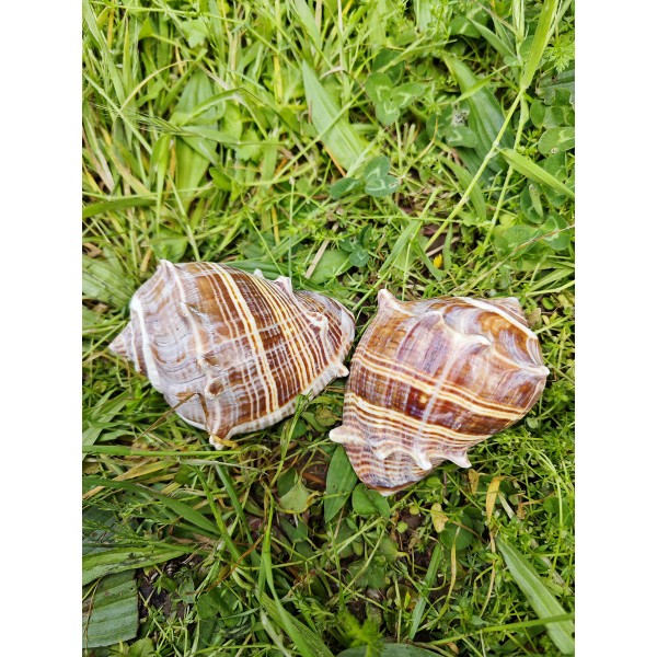 Melongena Patola Deniz Kabuğu - Parlatılmış Melongena Patola Deniz Kabuğu - Parlatılmış
