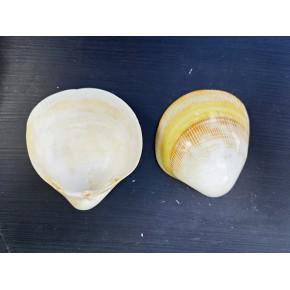PYERNA DE MOJER