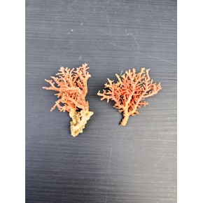 RED SEA FAN