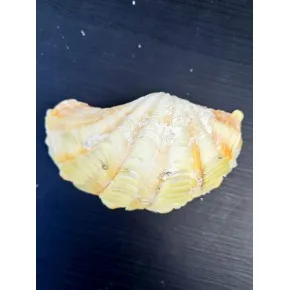 TRIDACNA PAIRED