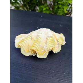TRIDACNA PAIRED