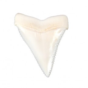 KÖPEKBALIĞI DİŞİ-AZI