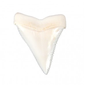 KÖPEKBALIĞI DİŞİ-AZI