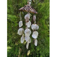 AĞAÇ DALLI ŞAPKALI  PLACUNA SARKAÇ