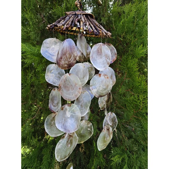 AĞAÇ DALLI ŞAPKALI  PLACUNA SARKAÇ