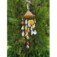 HASIR ŞAPKALI SARKAÇ-PECTEN KABUKLU