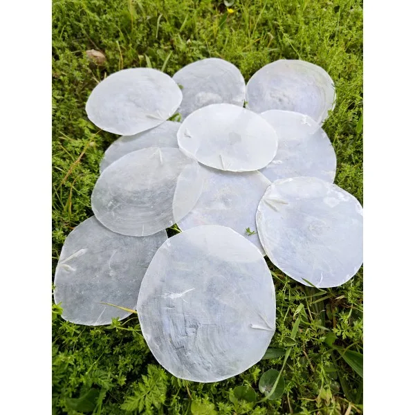 Pul Sedef - 8–10 cm Çap - 500 g Pul Sedef - 8–10 cm Çap - 500 g
