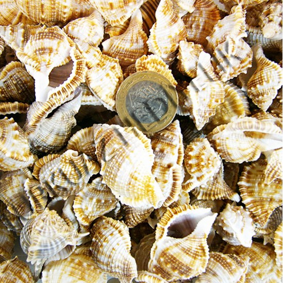 BURSA RANA