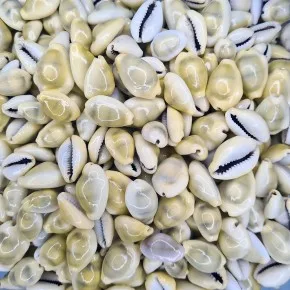GERÇEK DENIZ KABUGU 100 GR PAKET CYPREA MONETA
