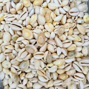 GERÇEK DENİZ KABUĞU 1000 GR PAKET CYPREA ANNULUS -KAVRULMUŞ