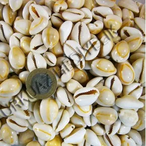 CYPREA ANNULUS -KAVRULMUS