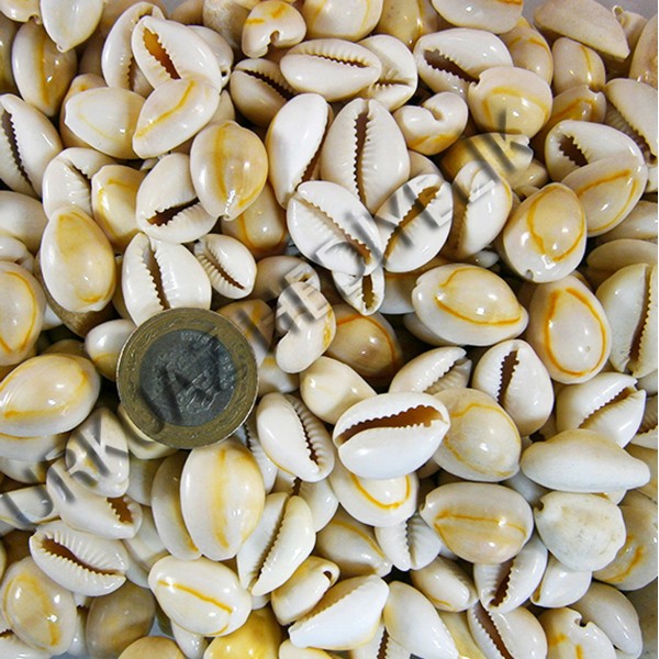 Cyprea Annulus Deniz Kabuğu - Kavrulmuş Cyprea Annulus Deniz Kabuğu - Kavrulmuş