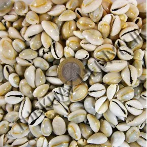 CYPREA ANNULUS