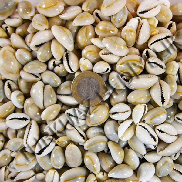 Cyprea Annulus Deniz Kabuğu