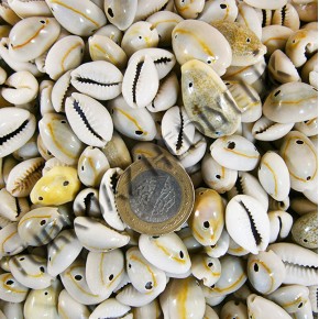 CYPREA ANNULUS - İKİ DELİKLİ