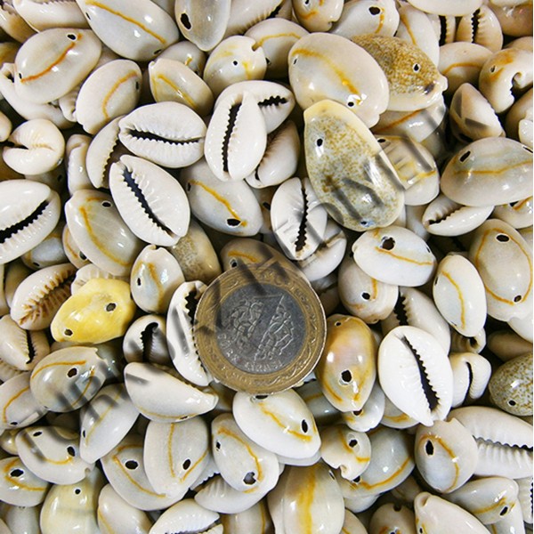 Cyprea Annulus Deniz Kabuğu - İki Delikli Cyprea Annulus Deniz Kabuğu - İki Delikli