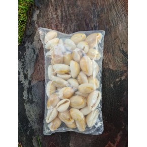 DENİZ KABUĞU 40 GR PAKET KAVRULMUŞ -2 DELİKLİ 