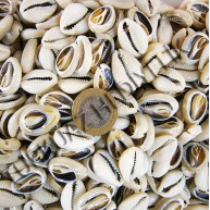 DENİZ KABUĞU 40 GR PAKET CYPREA ANNULUS - KESİK DENİZ KABUĞU 40 GR PAKET CYPREA ANNULUS - KESİK