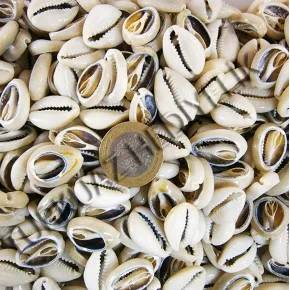 CYPREA ANNULUS - KESIK