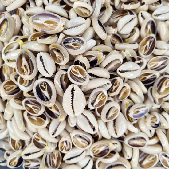 GERÇEK DENİZ KABUĞU 100 GR PAKET CYPREA ANNULUS - KESİK