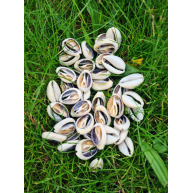 DENİZ KABUĞU 40 GR PAKET CYPREA ANNULUS - KESİK DENİZ KABUĞU 40 GR PAKET CYPREA ANNULUS - KESİK