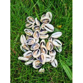 DENİZ KABUĞU 40 GR PAKET CYPREA ANNULUS - KESİK