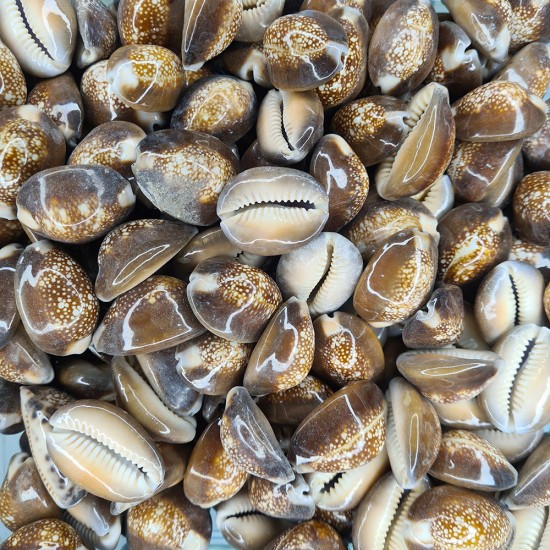 GERÇEK DENİZ KABUĞU 100 GR PAKET CYPREA CAPUTSERPENTIS