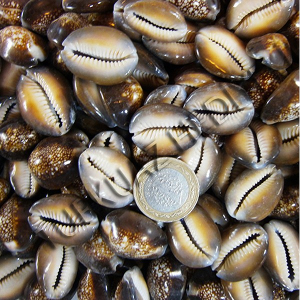 Cyprea Caputserpentis Deniz Kabuğu Cyprea Caputserpentis Deniz Kabuğu
