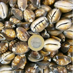GERÇEK DENIZ KABUGU 250 GR PAKET CYPREA CAPUTSERPENTIS - IKI DELIKLI