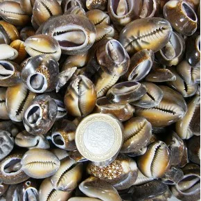 Cyprea Caputserpentis Deniz Kabuğu - Kesik - 500 g Paket