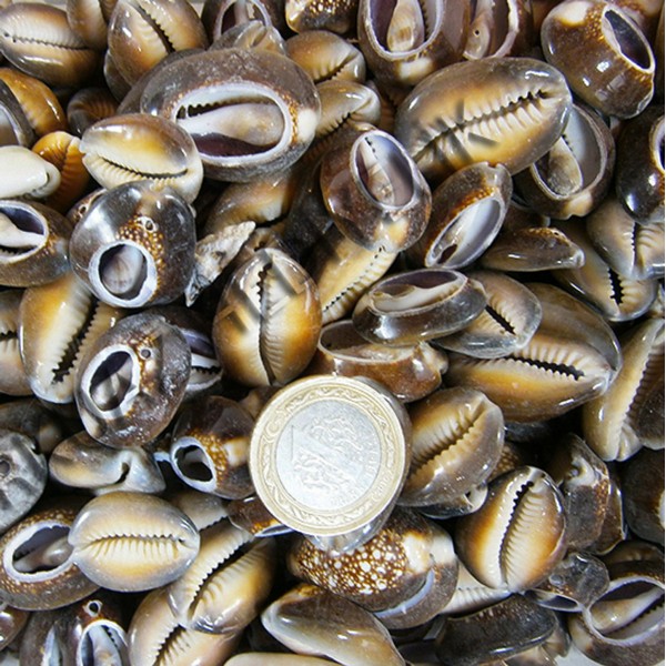 Cyprea Caputserpentis Deniz Kabuğu - Kesik Cyprea Caputserpentis Deniz Kabuğu - Kesik