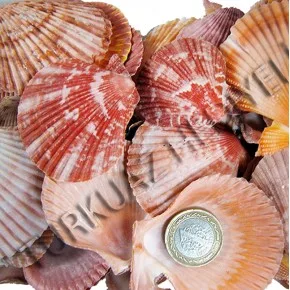 GERÇEK DENIZ KABUGU 250 GR PAKET PECTEN NOVALIS - KIRMIZI