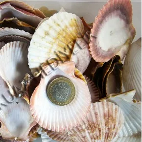 Pecten Novalis Deniz Kabuğu - Naturel