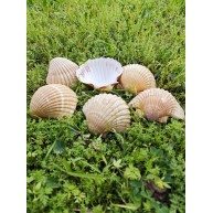 PECTEN PAIR OF FLATT YELLOW