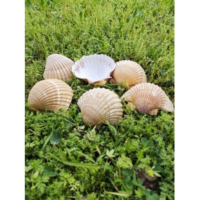PECTEN PAIR OF FLATT YELLOW