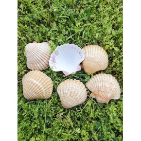 PECTEN PAIR OF FLATT YELLOW