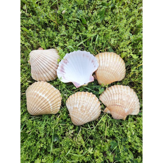 PECTEN PAIR OF FLATT YELLOW