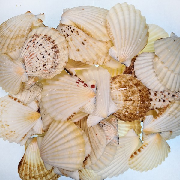 Gerçek Pecten Radula Deniz Kabuğu - 250 g Paket Gerçek Pecten Radula Deniz Kabuğu - 250 g Paket