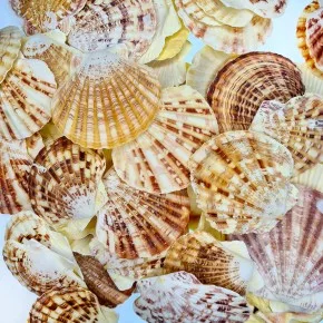 DENIZ KABUGU 500 GR PAKET PECTEN MASCARENSIS