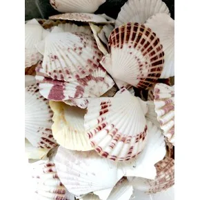 PECTEN MASCARANSIS-BEYAZ 100 GR