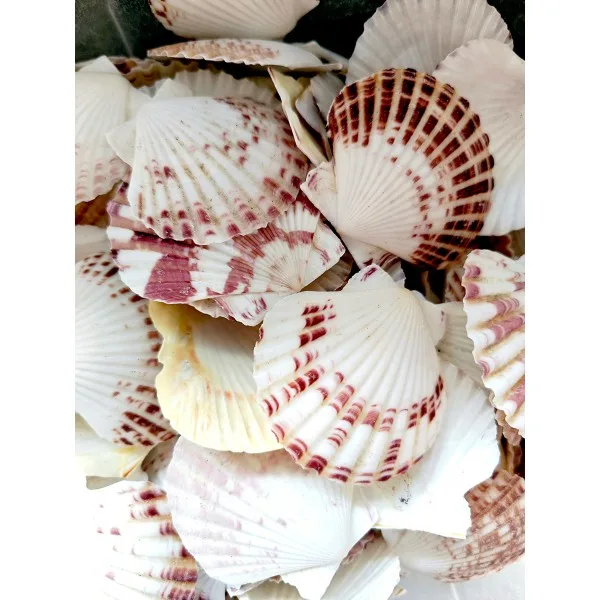 Pecten Mascaransis Deniz Kabuğu - Beyaz 100 g Pecten Mascaransis Deniz Kabuğu - Beyaz 100 g
