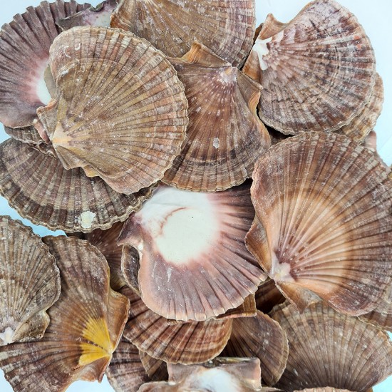PECTEN DIEGENSIS